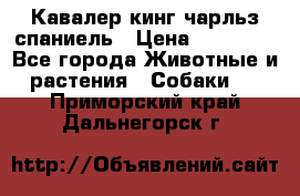 Кавалер кинг чарльз спаниель › Цена ­ 40 000 - Все города Животные и растения » Собаки   . Приморский край,Дальнегорск г.